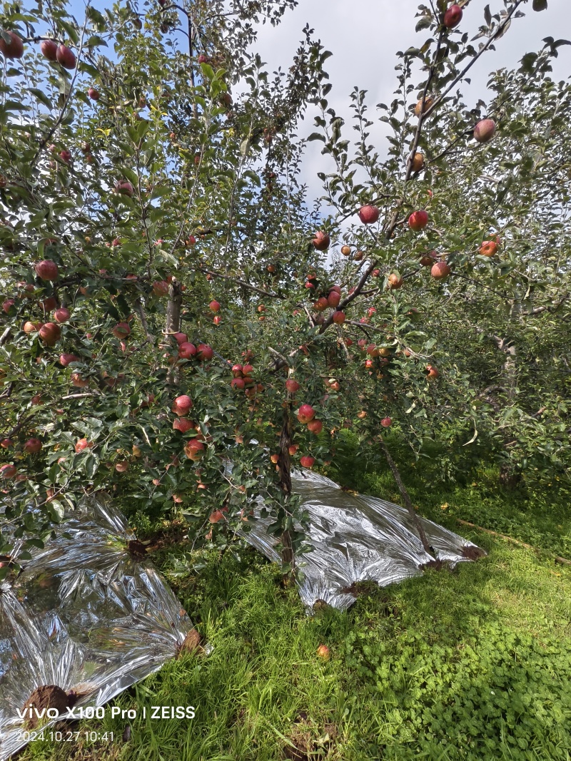 盐源糖心苹果糖心很好很甜