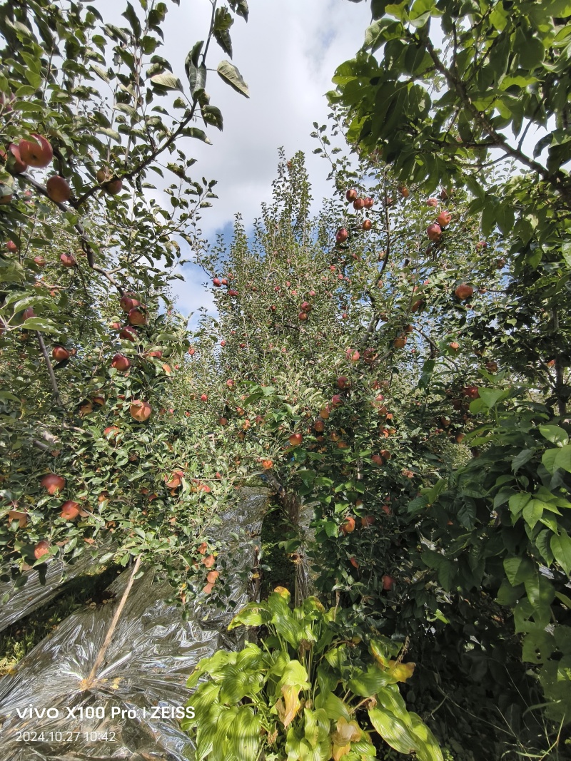 盐源糖心苹果糖心很好很甜