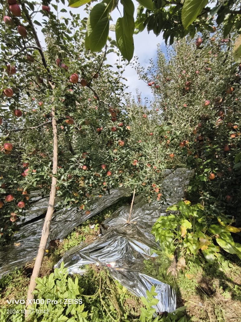 盐源糖心苹果糖心很好很甜