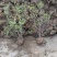 映山红苗，映山红苗高度1_1.2米