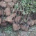 映山红苗，映山红苗高度1_1.2米