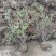 映山红苗，映山红苗高度1_1.2米