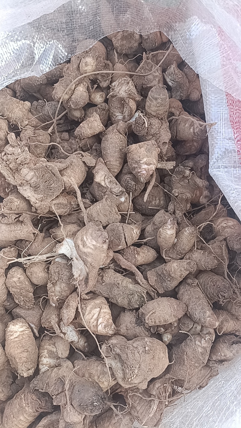 玄参玄参种芽改良玄参诚信经营，童叟无欺