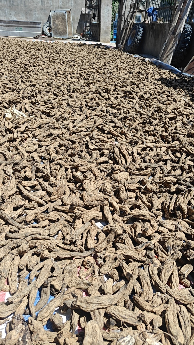 玄参玄参种芽改良玄参诚信经营，童叟无欺