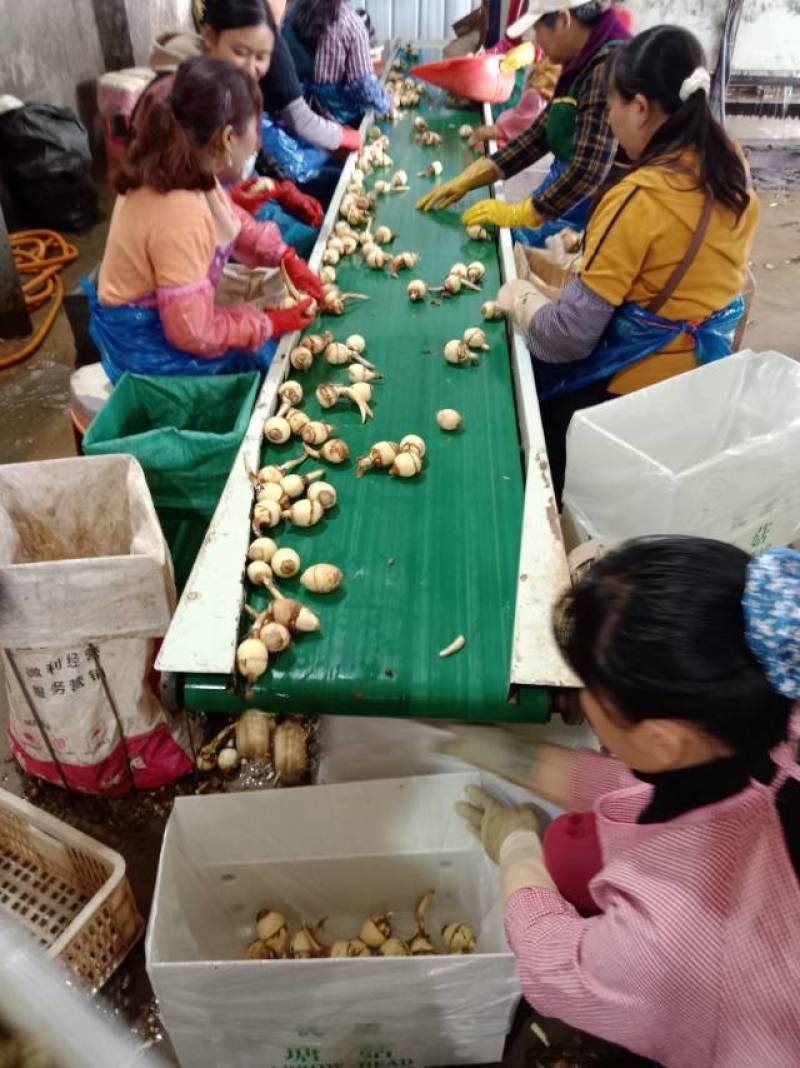 新鲜簕茨菇，曲靖当地产，品质保证，价格优惠
