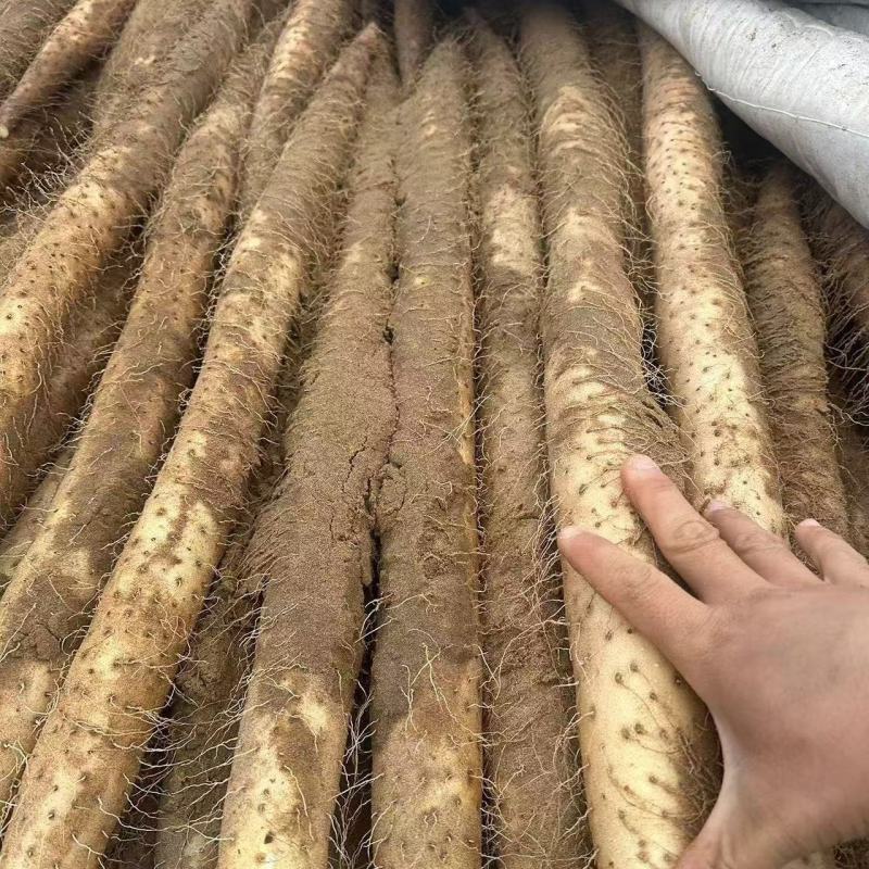 【白玉山药】‌山药种植户直售，杜绝中间商差价‌