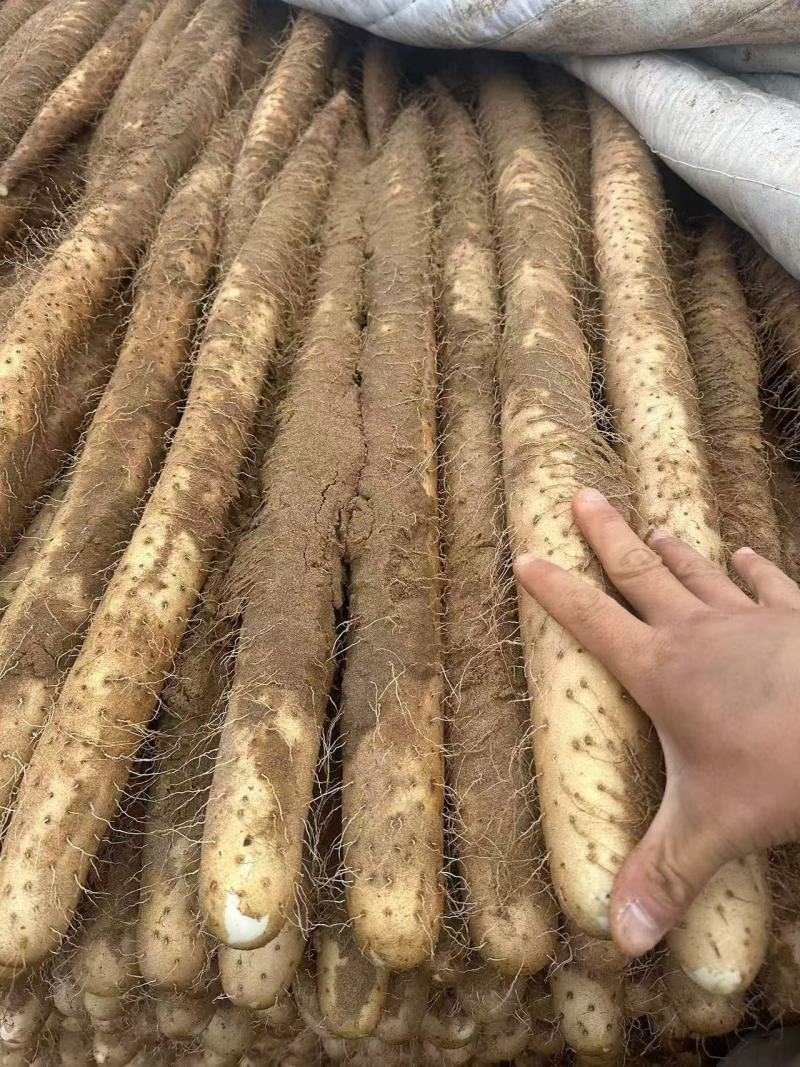 【白玉山药】‌山药种植户直售，杜绝中间商差价‌
