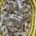全母带膏熟冻皮皮虾带籽濑尿批发虾爬子【质量**】