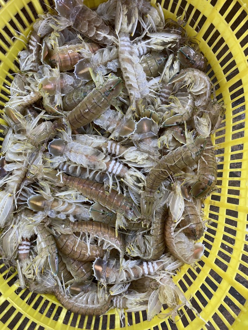 全母带膏熟冻皮皮虾带籽濑尿批发虾爬子【质量**】