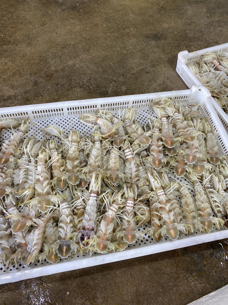 全母带膏熟冻皮皮虾带籽濑尿批发虾爬子【质量**】