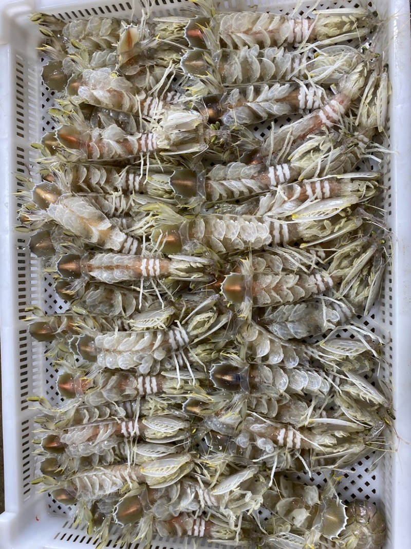 全母带膏熟冻皮皮虾带籽濑尿批发虾爬子【质量**】