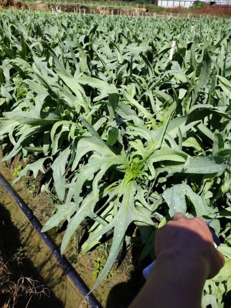 代收正宗博白甜麦菜成品菜博白基地自产自销