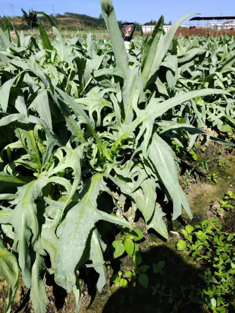 代收正宗博白甜麦菜成品菜博白基地自产自销