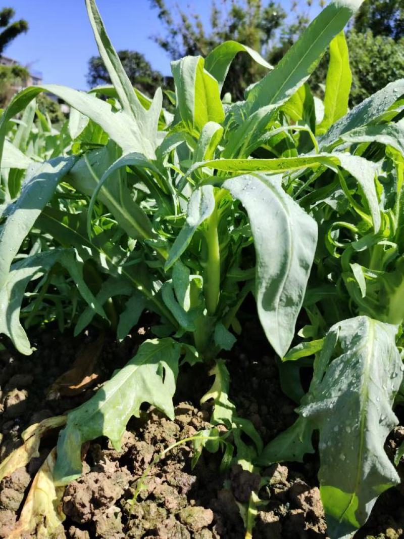 代收正宗博白甜麦菜成品菜博白基地自产自销