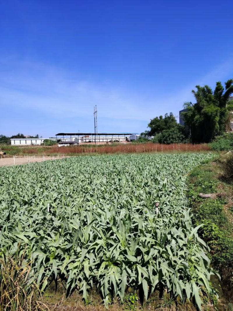 代收正宗博白甜麦菜成品菜博白基地自产自销