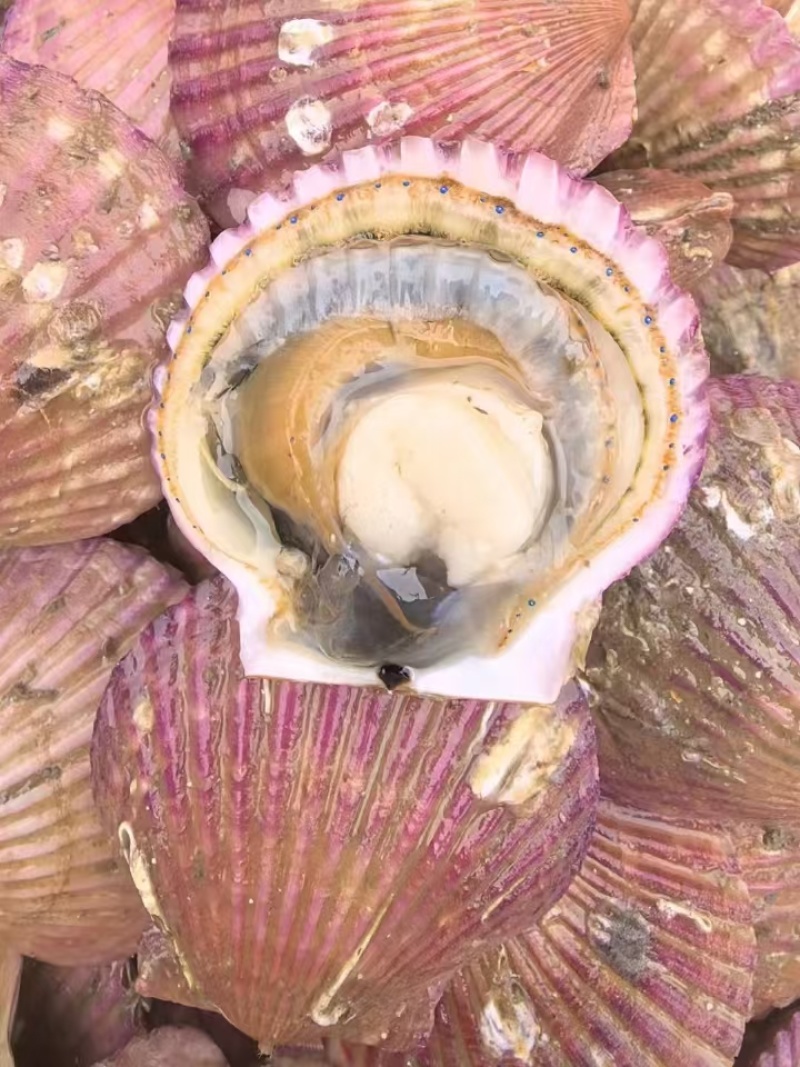 港湾贝，扇贝