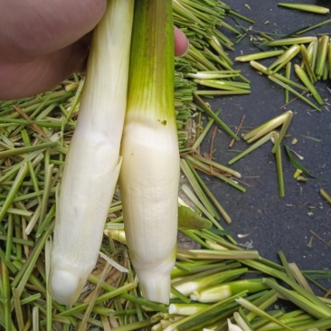 电商茭白