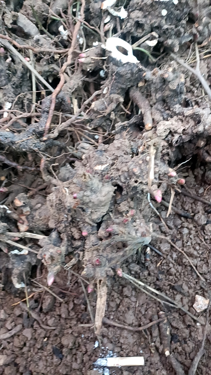 『牛商』中药材白芍个子诚信经营假一赔十