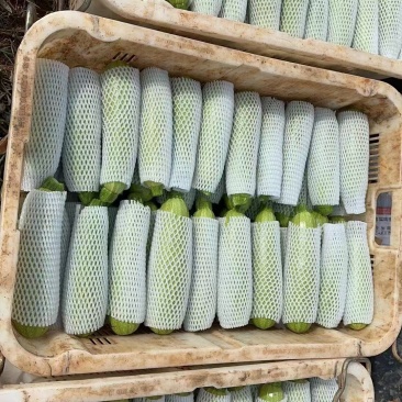 西葫芦，小瓜，大量有货
