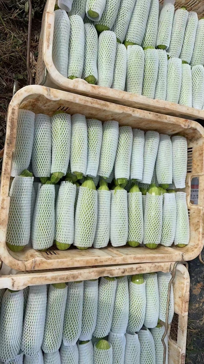 西葫芦，小瓜，大量有货