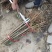 毛桃苗粗度0.5公以上，基地直供，品质保证，根系发达