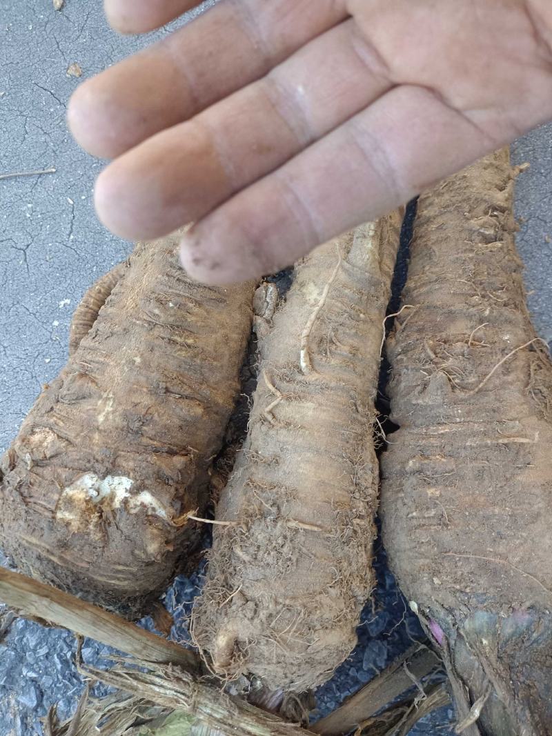 白芷种子，白芷子，5斤以上非边远地区包邮！