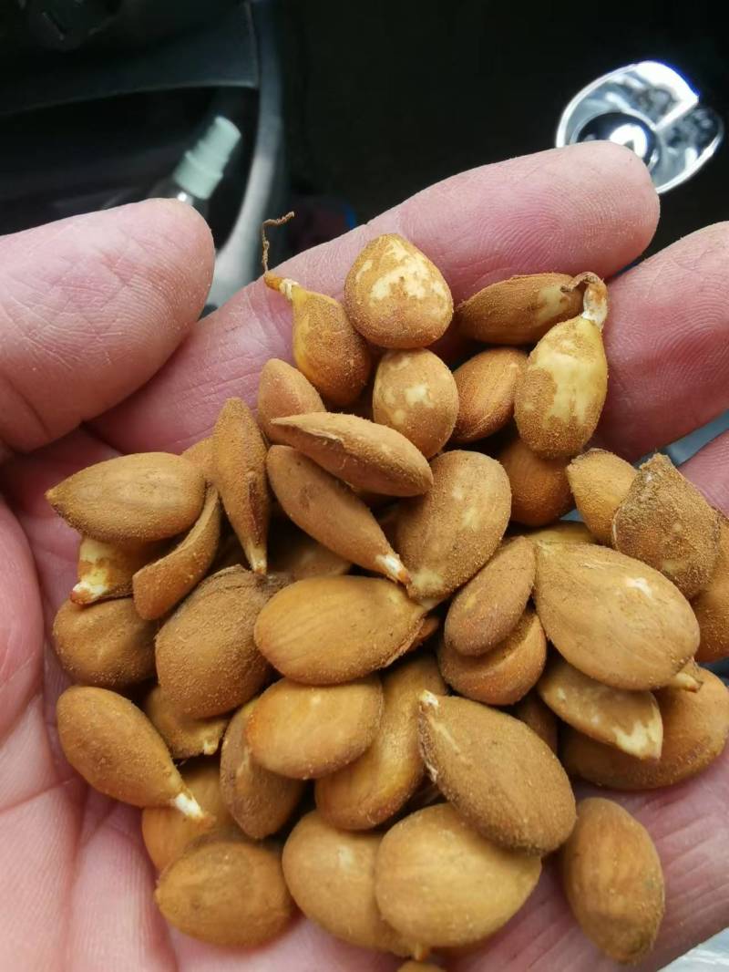 【推荐】毛桃芽毛桃种子一手货源品质保证全国发货