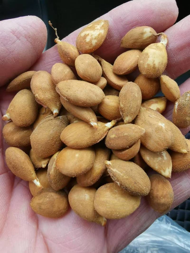 【推荐】毛桃芽毛桃种子一手货源品质保证全国发货