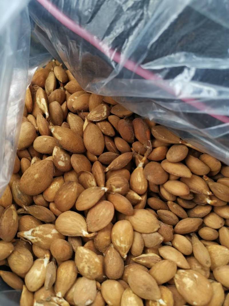 【推荐】毛桃芽毛桃种子一手货源品质保证全国发货