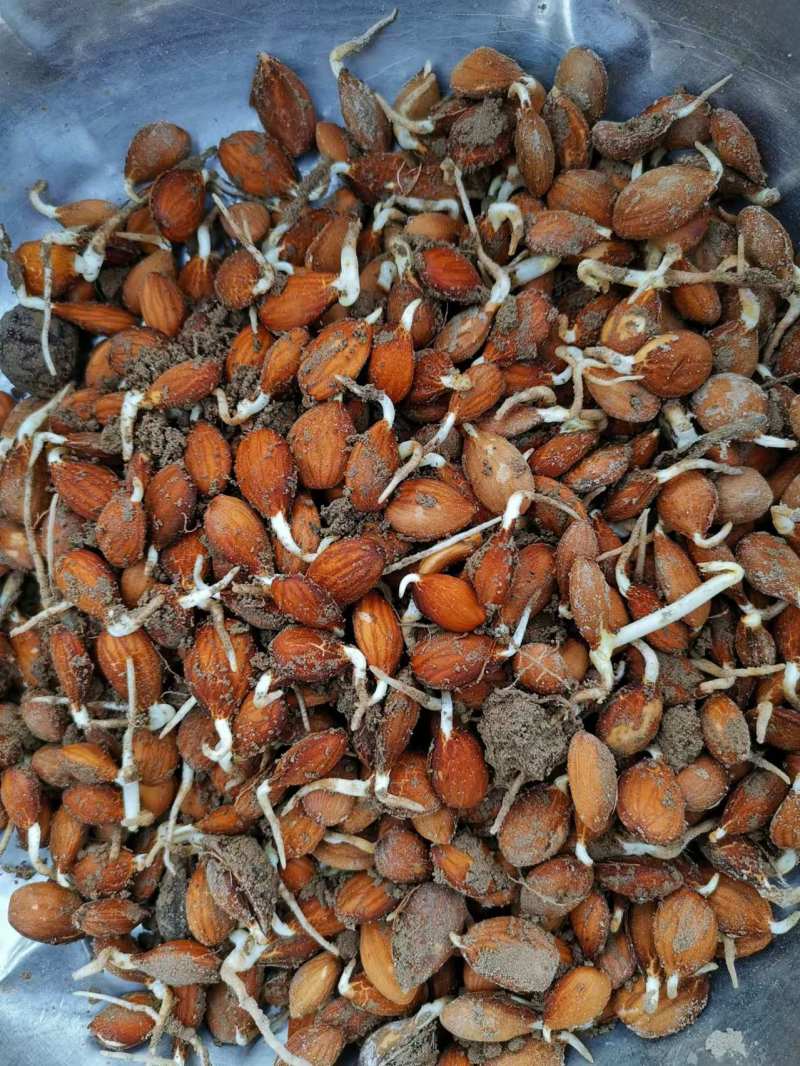 【推荐】毛桃芽毛桃种子一手货源品质保证全国发货
