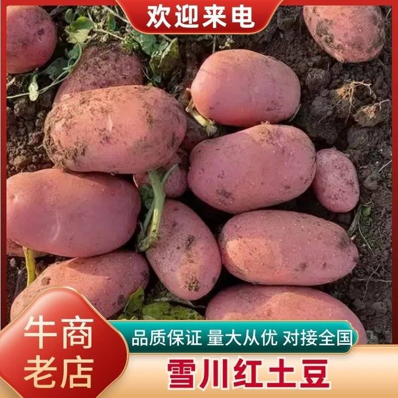 雪川红大量有货价格优惠欢迎老板合作