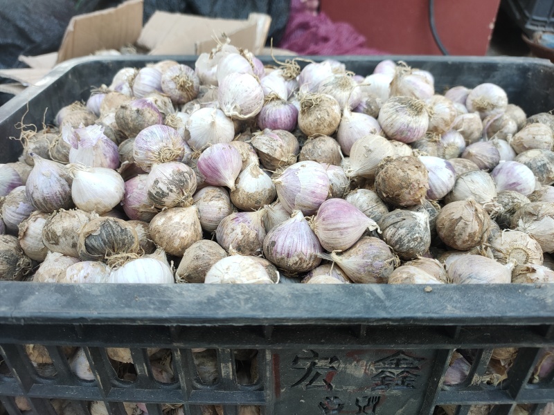 云南大理紫皮红皮独头蒜干蒜产地批发批发价10斤一箱起批