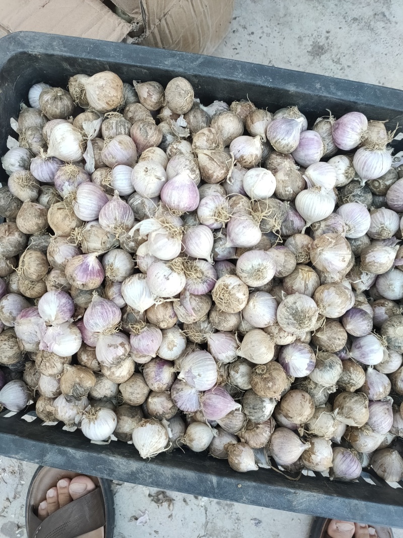 云南大理紫皮红皮独头蒜干蒜产地批发批发价10斤一箱起批