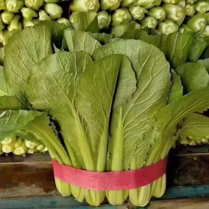 精品小白菜，大量供应，产地货源，全国供货价格美丽