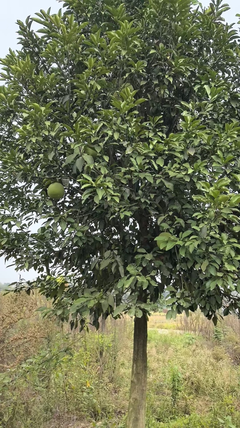 柚子树，丛生柚子树5一30公分大量供应，分枝点低冠幅茂。