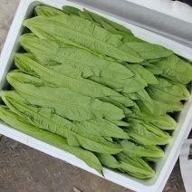 精品河北邯郸油麦菜，产地直供，货源充足欢迎采购