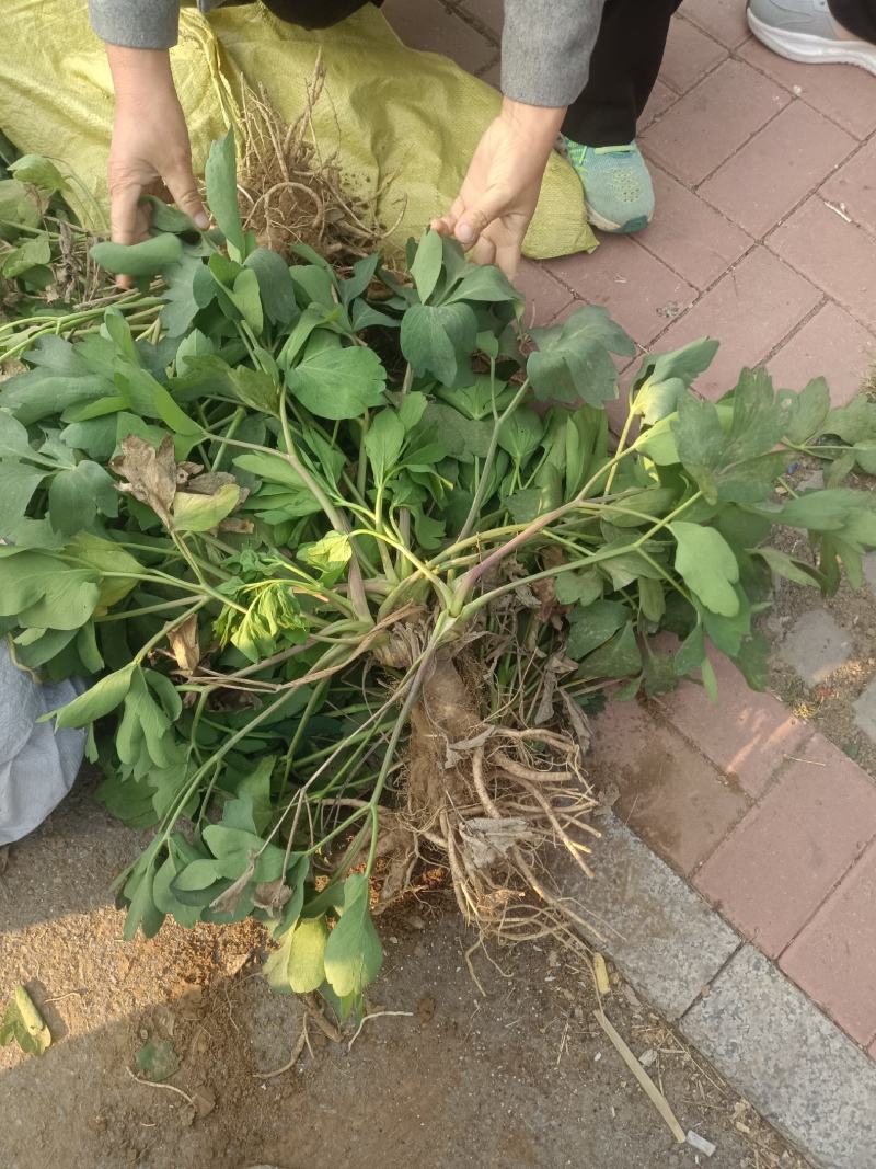 精品前胡种子大叶前胡子，5斤以上非边远地区包邮！