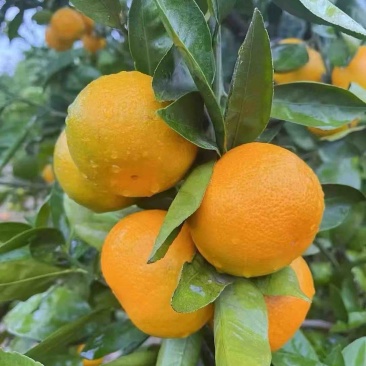 蜜桔湖北蜜桔软嫩化渣大小规格齐全一手货源