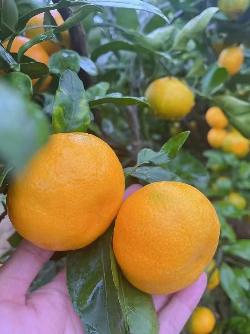 蜜桔湖北蜜桔软嫩化渣大小规格齐全一手货源