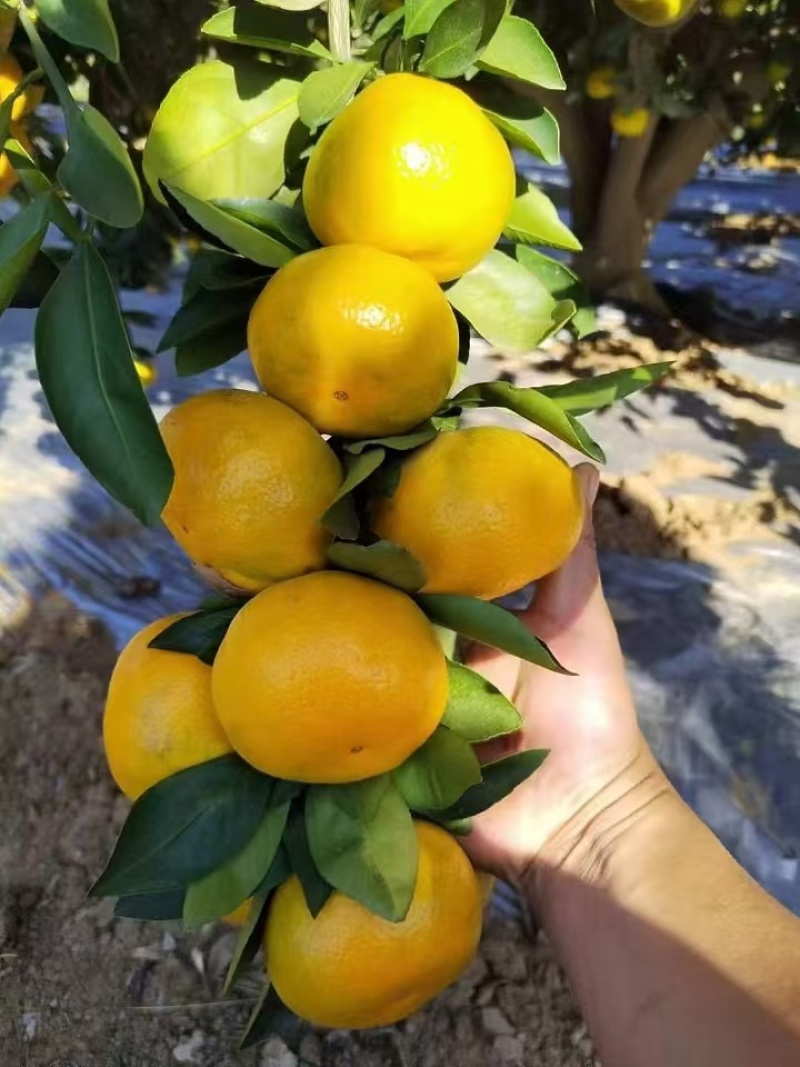 蜜桔湖北蜜桔软嫩化渣大小规格齐全一手货源