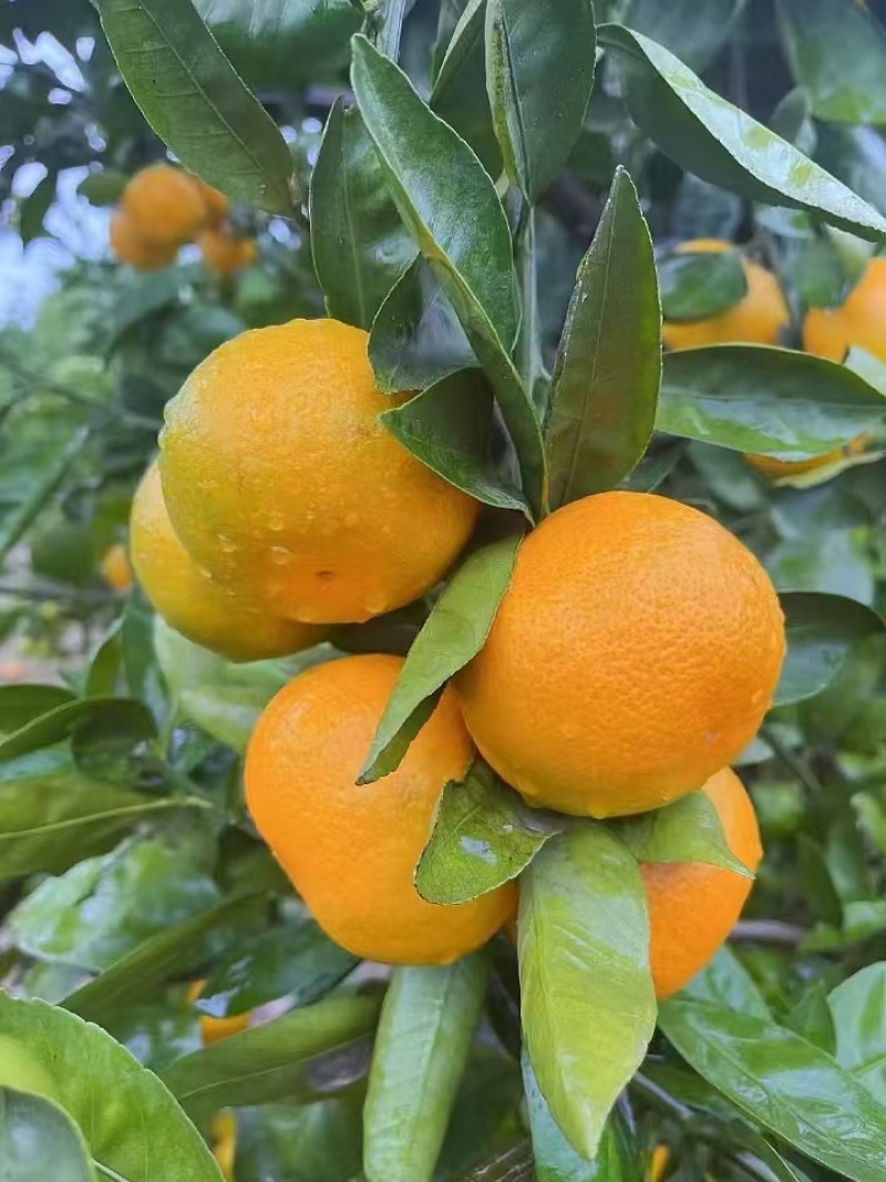 蜜桔湖北蜜桔软嫩化渣大小规格齐全一手货源