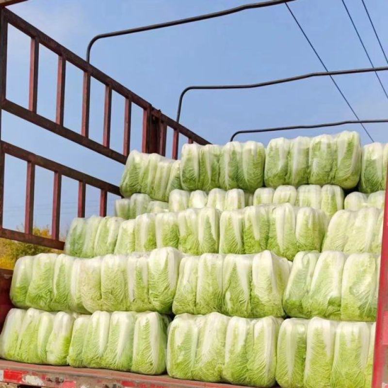 北京新三号白菜上市，专业工人加工质量好价格便