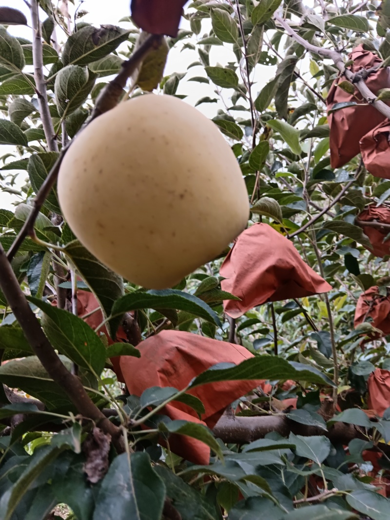 烟台黄金维纳斯苹果