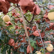 烟台黄金维纳斯苹果