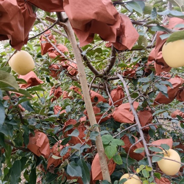烟台黄金维纳斯苹果