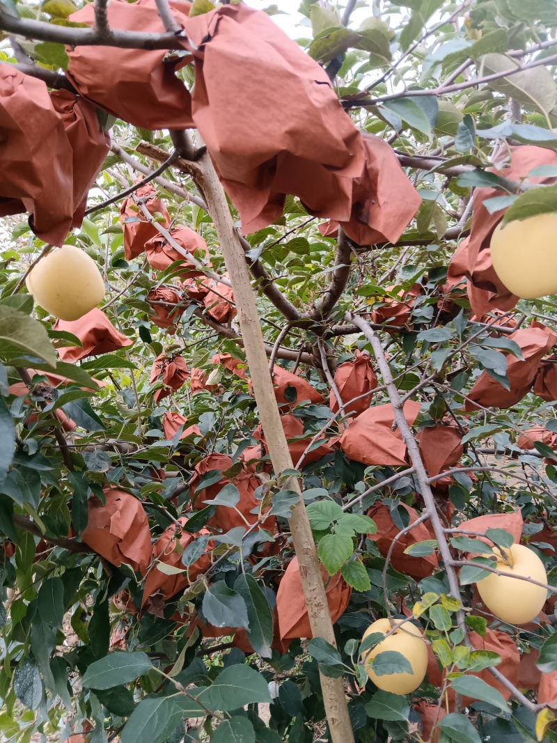 烟台黄金维纳斯苹果