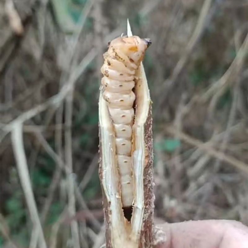 斗米虫下单即上山砍虫
