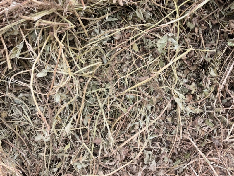 优质花生秧