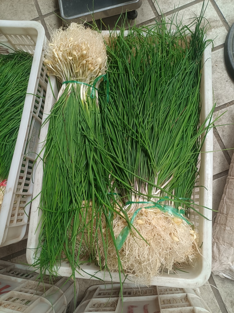薤白野生小根蒜