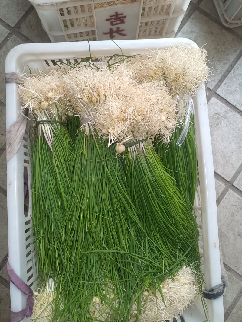 薤白野生小根蒜